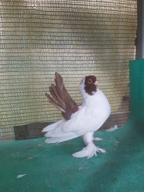 M 2017 - NORDCAUCAZIAN cu coada rosie red tail pigeons