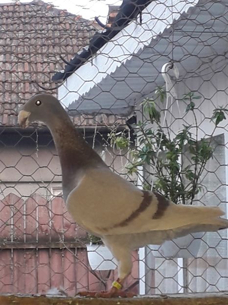  - Voiajori germani 2018 matca