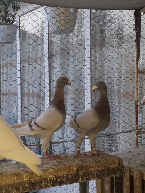  - Voiajori germani 2018 matca