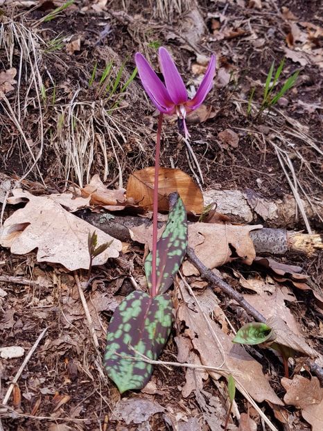 Preluata - Primavara lui 2018 in gradina mea