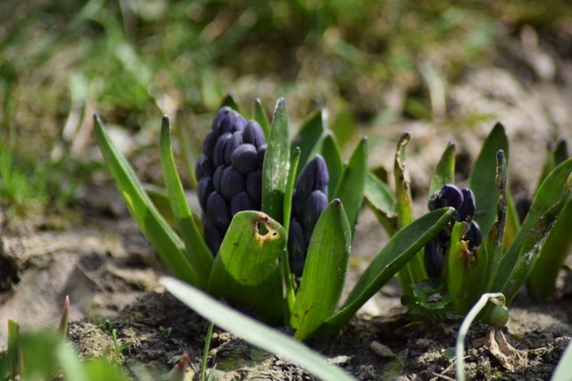  - Primavara lui 2018 in gradina mea