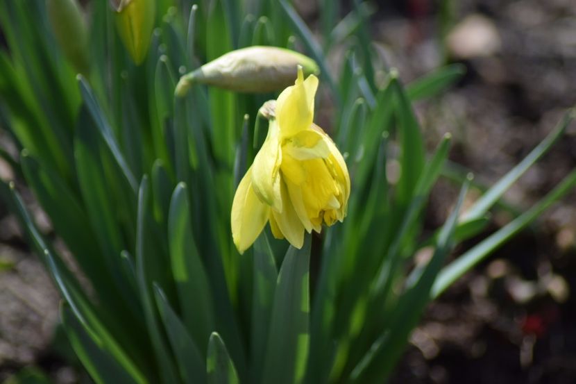  - Primavara lui 2018 in gradina mea