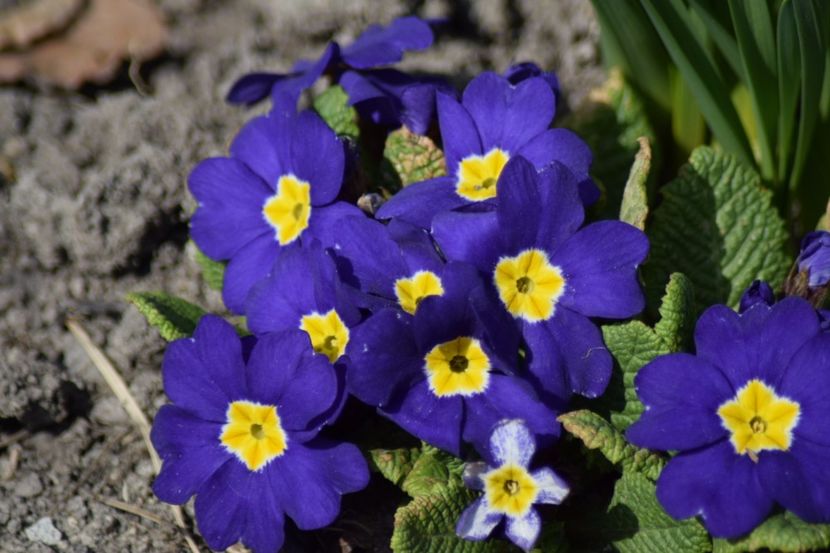  - Primavara lui 2018 in gradina mea