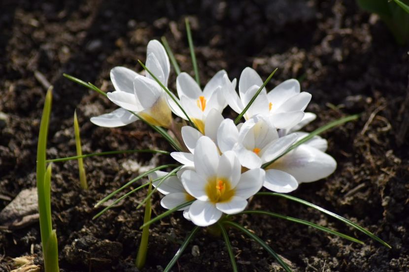  - Primavara lui 2018 in gradina mea