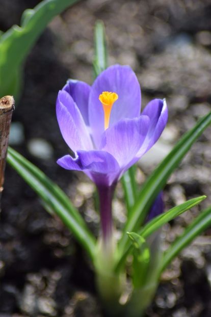  - Primavara lui 2018 in gradina mea
