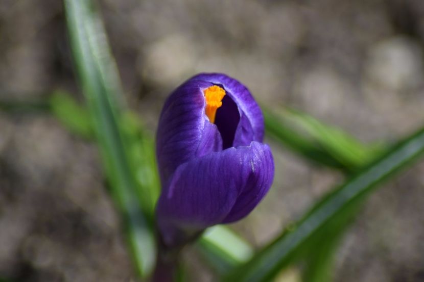  - Primavara lui 2018 in gradina mea