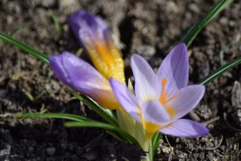  - Primavara lui 2018 in gradina mea