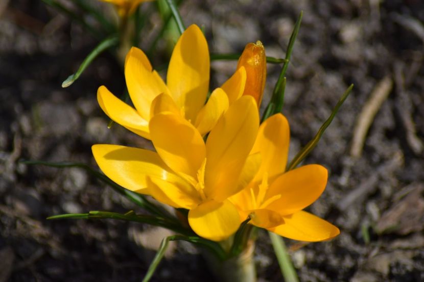  - Primavara lui 2018 in gradina mea