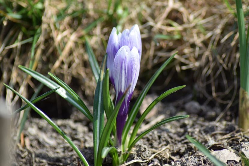  - Primavara lui 2018 in gradina mea