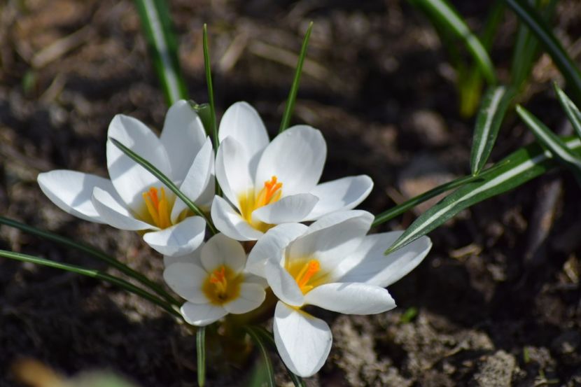  - Primavara lui 2018 in gradina mea