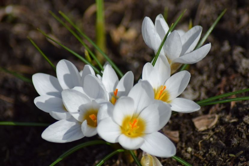  - Primavara lui 2018 in gradina mea