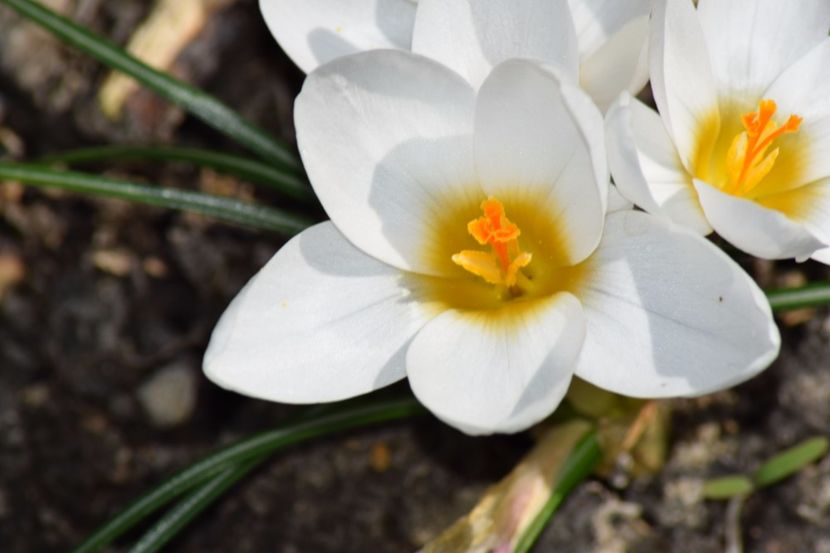  - Primavara lui 2018 in gradina mea