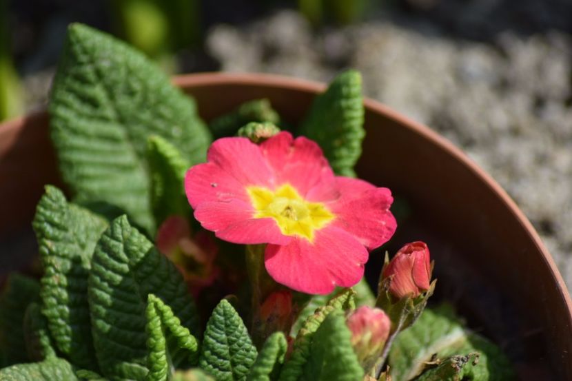  - Primavara lui 2018 in gradina mea