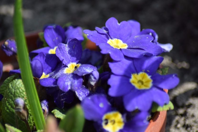  - Primavara lui 2018 in gradina mea