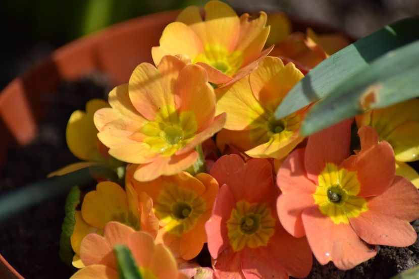  - Primavara lui 2018 in gradina mea