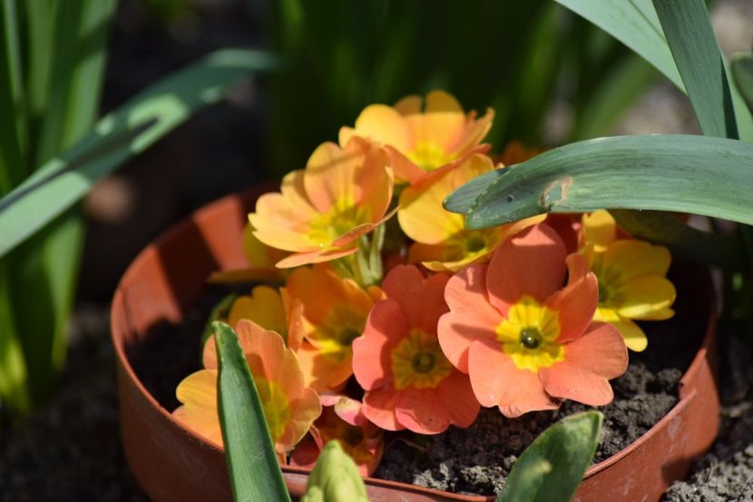  - Primavara lui 2018 in gradina mea