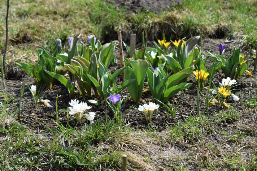  - Primavara lui 2018 in gradina mea