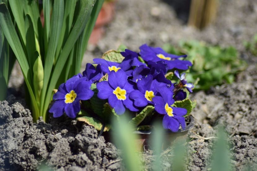  - Primavara lui 2018 in gradina mea