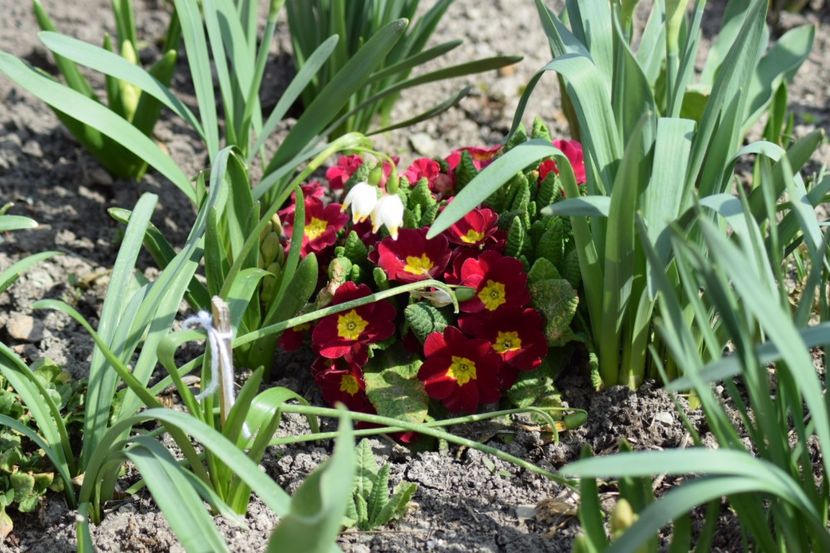  - Primavara lui 2018 in gradina mea