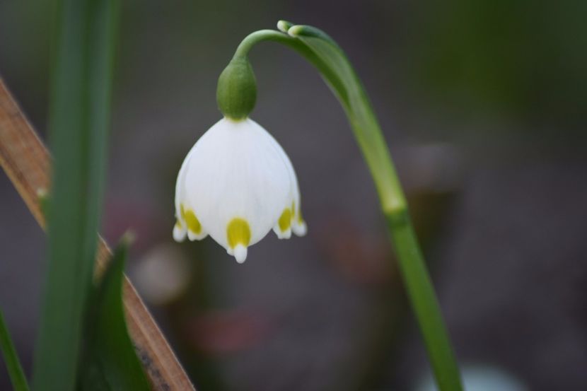  - Primavara lui 2018 in gradina mea