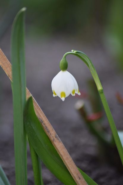  - Primavara lui 2018 in gradina mea