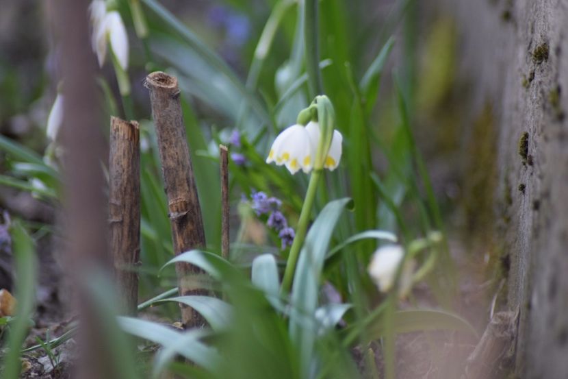  - Primavara lui 2018 in gradina mea