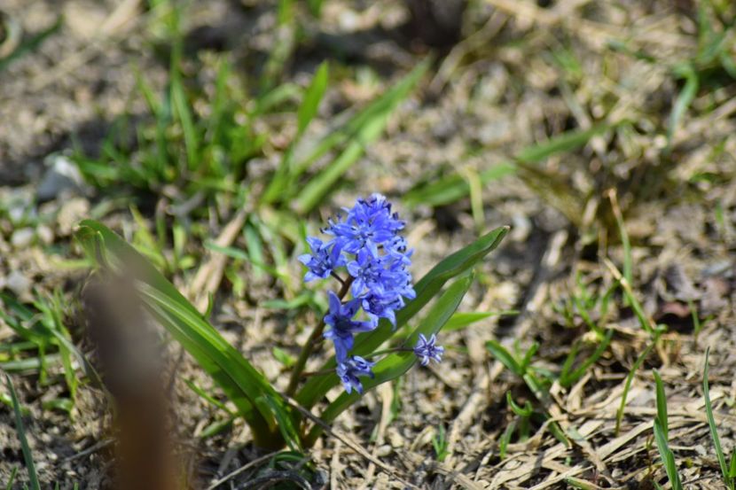  - Primavara lui 2018 in gradina mea