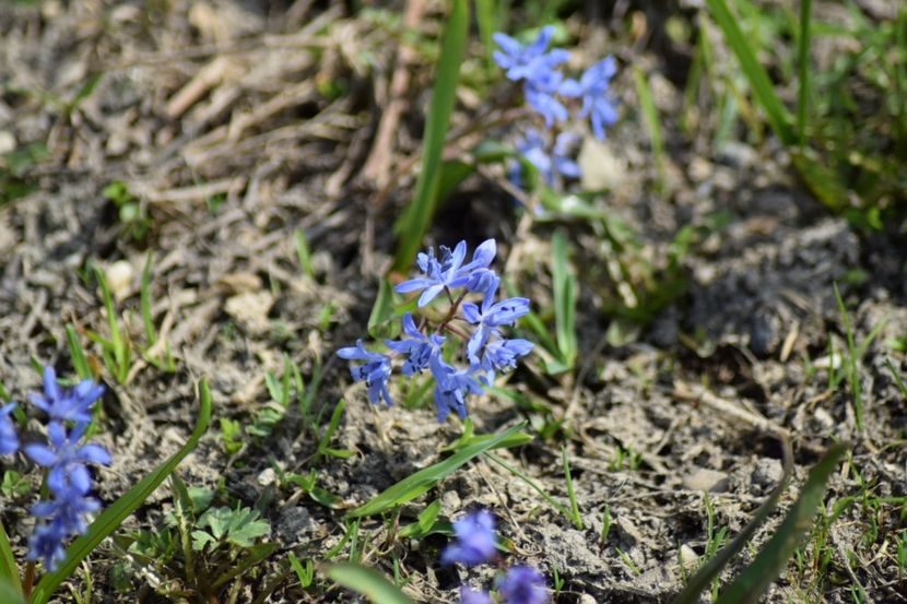  - Primavara lui 2018 in gradina mea