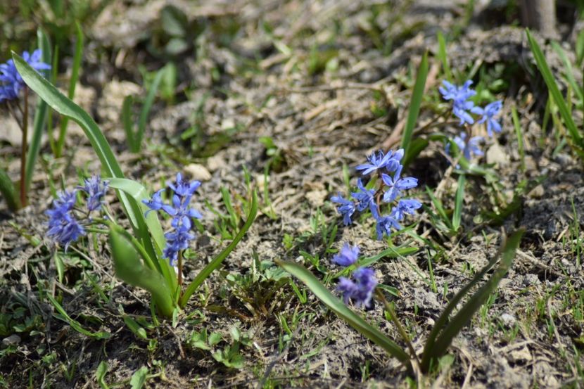  - Primavara lui 2018 in gradina mea