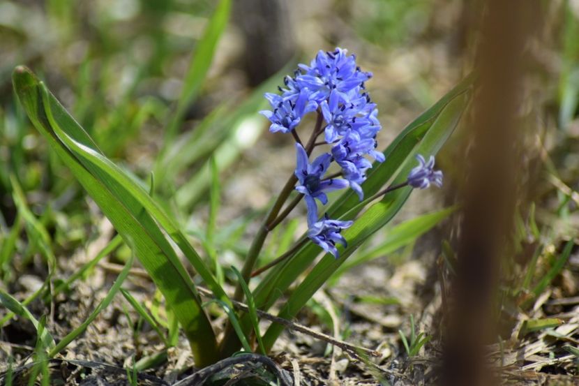  - Primavara lui 2018 in gradina mea