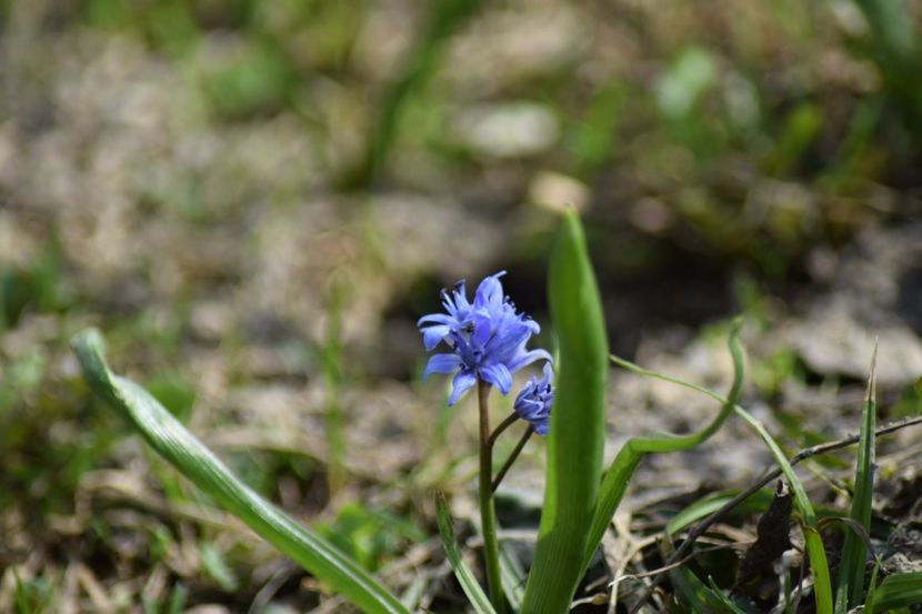  - Primavara lui 2018 in gradina mea