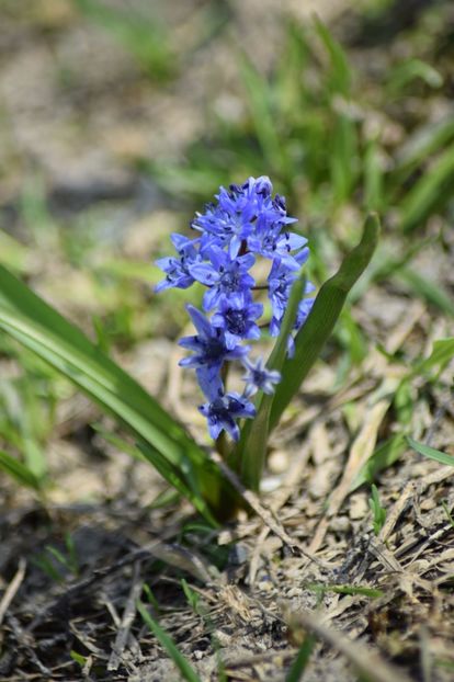  - Primavara lui 2018 in gradina mea