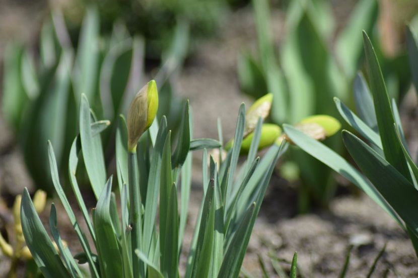  - Primavara lui 2018 in gradina mea