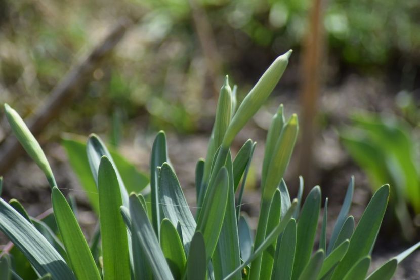  - Primavara lui 2018 in gradina mea