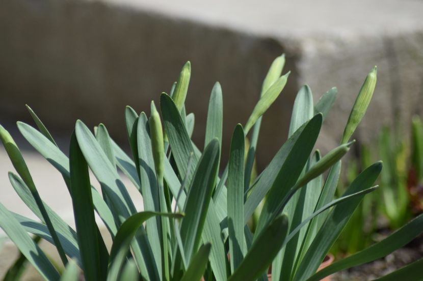  - Primavara lui 2018 in gradina mea