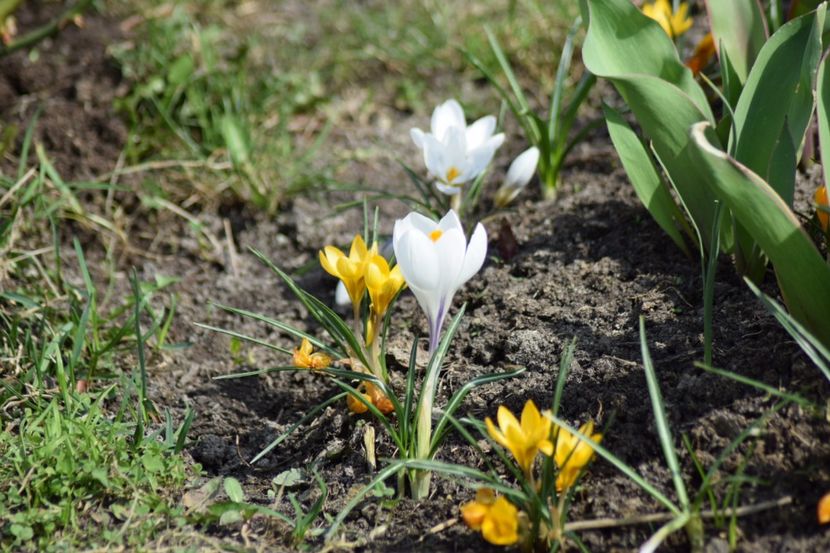  - Primavara lui 2018 in gradina mea