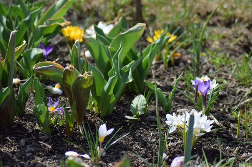  - Primavara lui 2018 in gradina mea