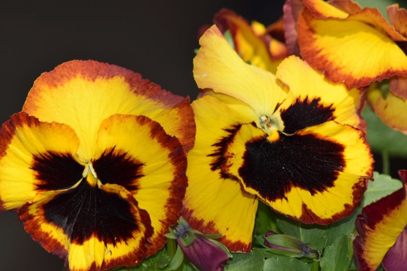  - Primavara lui 2018 in gradina mea