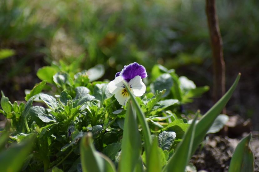  - Primavara lui 2018 in gradina mea