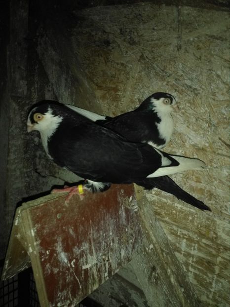 Perechea 4 - ACHIZIȚII 2018