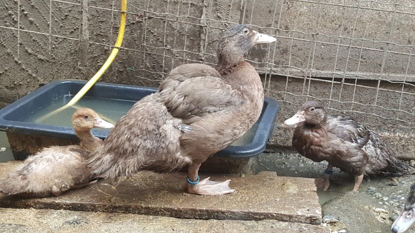 Braun - Bomboane asortate 2018