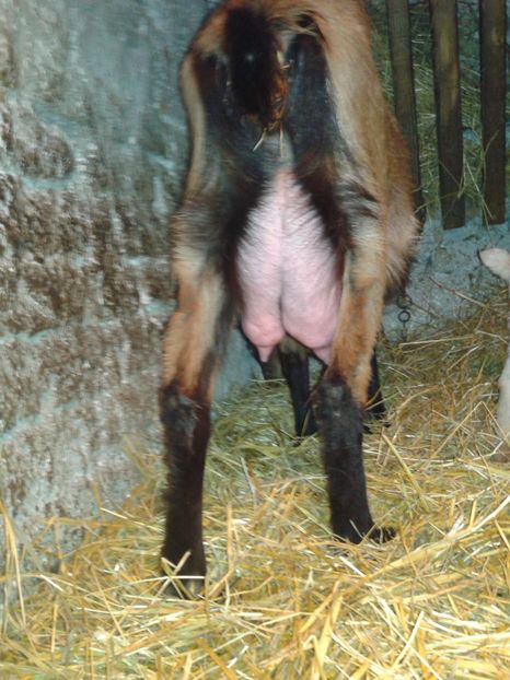 Fotografie0039 - b 1 1 iedutii lui bambi seria 1 06 04 2018