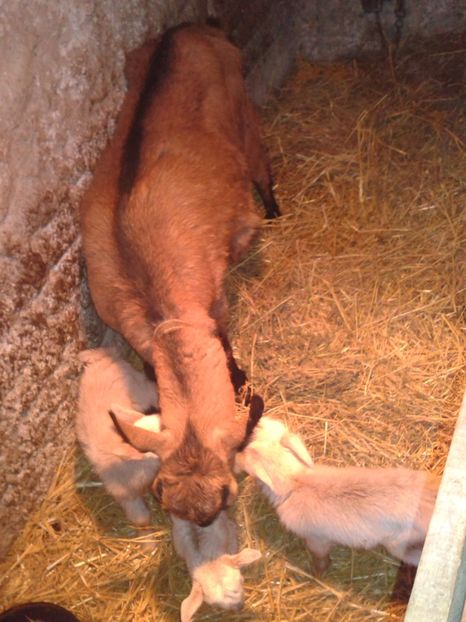 Fotografie0046 - b 1 1 iedutii lui bambi seria 1 06 04 2018