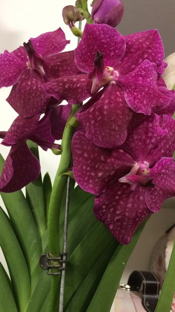 Vanda - Orhidee Vanda