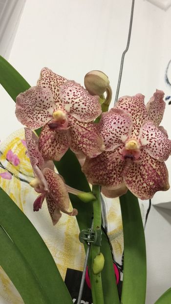 60ADC6E0-37C8-4BA5-8E3D-DD7E5326DCE2 - Orhidee Vanda