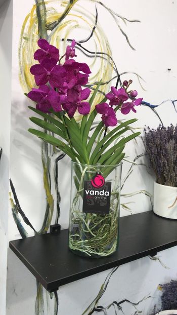 Vanda Pink in vas de sticla - Orhidee Vanda - FlorariaTheSecretGarden