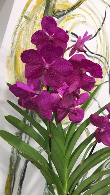 35D75807-B29E-400B-9889-7269E6013877 - Orhidee Vanda