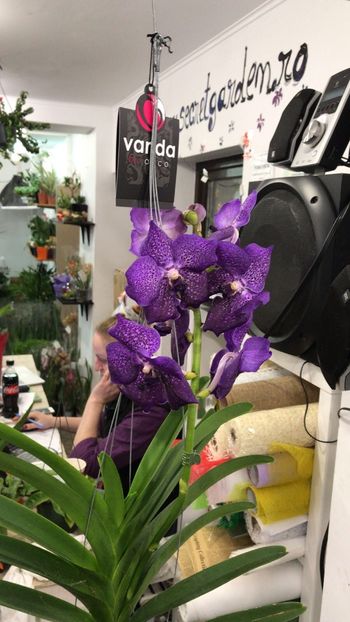 926222F4-1479-4118-B582-1689ACFC50CA - Orhidee Vanda