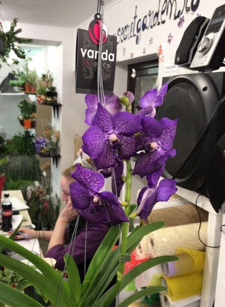 0BE55633-67CB-4BB4-B889-95156545CAB0 - Orhidee Vanda