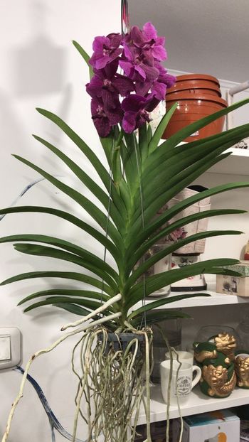 0830738B-A410-4B32-AD5C-4067A1010D9D - Orhidee Vanda